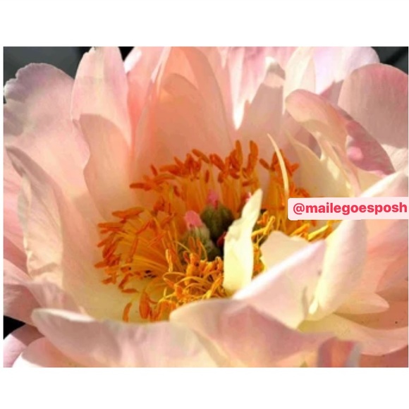 Art Photograph Print pale pink peony flower floral garden 8X10” photo Summer - Picture 1 of 2